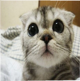 Cute cat