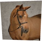 Huge Horse Picture