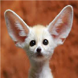 fennec fox