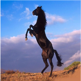 3rd Horse Picture