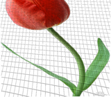red tulp