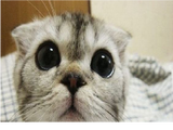 meow