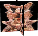 flwer image