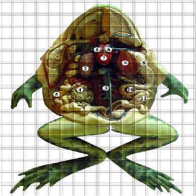 Preview of texture: frog hide