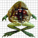 frog hide