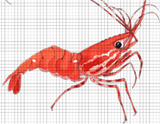 prawn