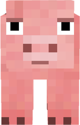porco olhando pra cima