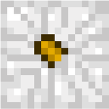 white pumpkin