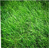grass_side