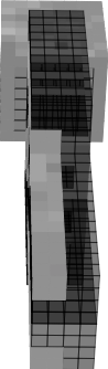 skeleti