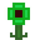 kelp