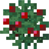 Berries