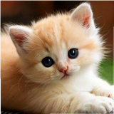 Sand_cat
