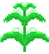 weed