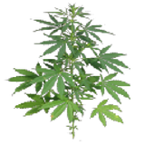 sapling_oak