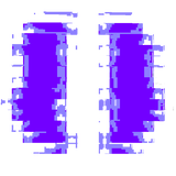 elytra