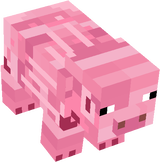 pig