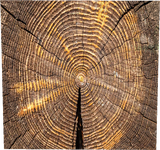 oak_log_top
