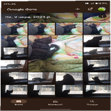 cat_artem