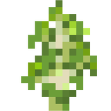 Birch sapling