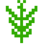 Weed