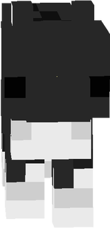 black and white kitty