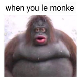 Le Monke