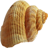 seashell