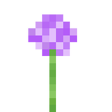 allium