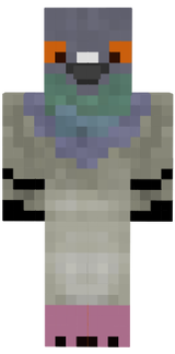 Hill Pigeon