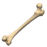 bone
