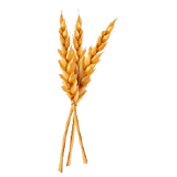 wheat