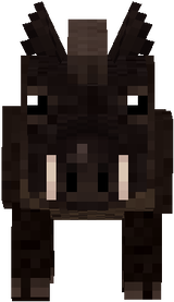 Wild Pig Male
