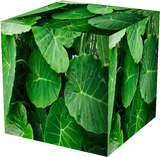 leaves      realife