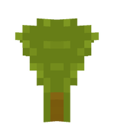 ACACIA SAPLING