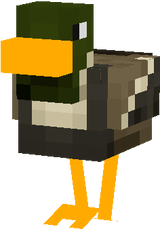 Ducks