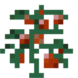 tomato_plant_stage5