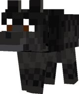 Black Labrador