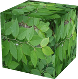 Realistic Birch Leaves