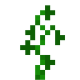 cannabis plant