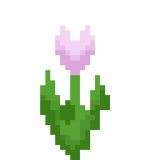 flower_tulip_pink