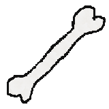 Preview of texture: A bone