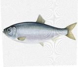 брглд
