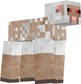 Evel Sheep