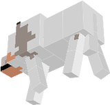wolf
