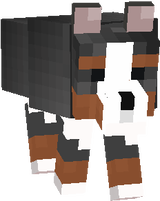 Bernese Mountain Dog2