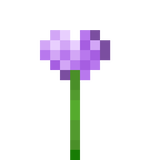 allium