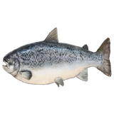 ultra realistic salmon
