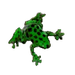 Black spotted green frog