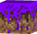 micelio terraria 1